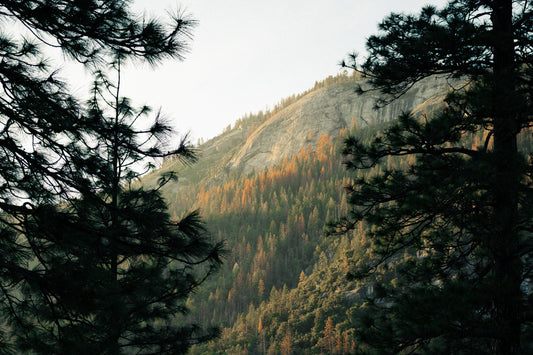 National Forest Conservation: Why It Matters Now