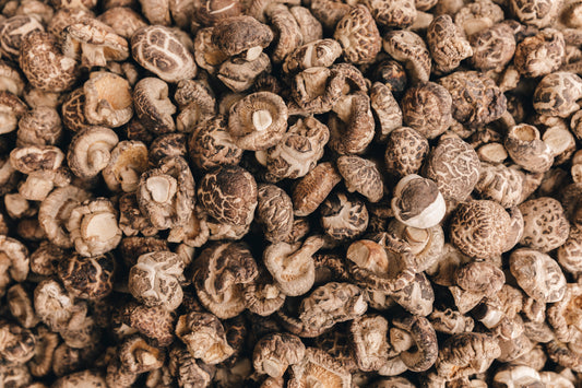 Fuel for the Trail: Why We Added Functional Mushrooms to Coffee and Matcha